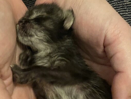 「偶然拾った90グラムの命が」ほっこりエピソードに反響！ 「愛ですねぇ」「幸せを摂取した結果です」