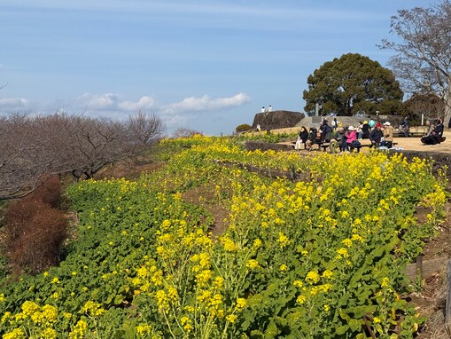 富士山と相模灘を望む「吾妻山・6万株の菜の花」開花遅れも、観光客続々（神奈川県二宮町）