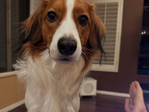 大谷翔平、自宅？ でデコピンとくつろぐ姿に反響！ 「パパ帰って来て良かったね」「相変わらず、イケメンさん」