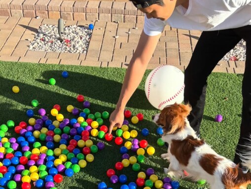 大谷翔平、デコピンと遊ぶ姿に「嬉しさ爆発」「パパの顔を見るところがめちゃくちゃ愛らしい」反響！