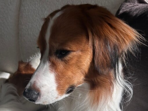 「ママと一緒にパパのこと待ってる」大谷翔平、LAでお留守番中のデコピン公開！ 「なんだか寂しそう」