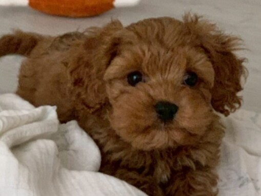 「メロメロ」アンガ山根、娘が撮影したかわいい愛犬を公開！ 「可愛すぎっ」「上手に撮れてますね」