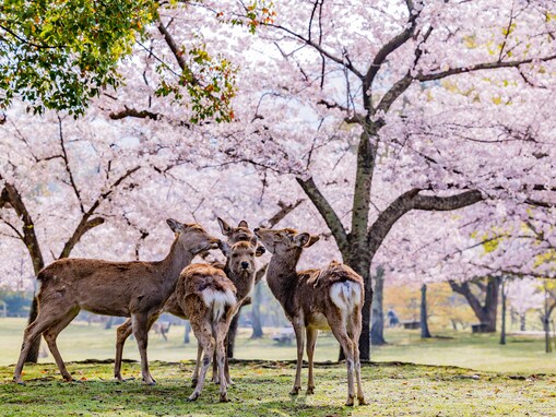奈良で人気の「桜の名所」ランキング！ 「奈良公園」を抑えた1位は？
