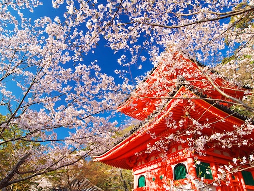 和歌山で人気の「桜の名所」ランキング！ 「紀三井寺」を抑えた1位は？