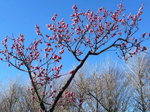 「病室が狭いっ！」石橋貴明の長女、食道がん公表した父の現状明かし「元気なので」「皆様安心して」と呼び掛け！