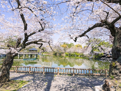 愛知で人気の「桜の名所」ランキング！ 「鶴舞公園」を抑えた1位は？