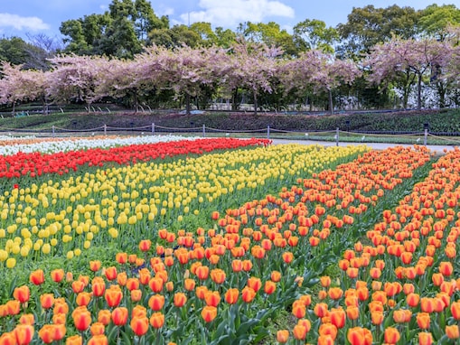 三重で人気の「桜の名所」ランキング！ 「なばなの里」を抑えた1位は？