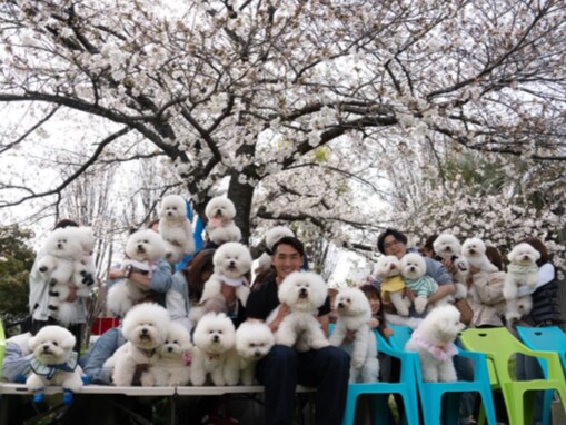 「22モフが集まりました！」槙野智章、ビション大集合の“モフモフ会”ショット「やばい可愛いがいっぱい」