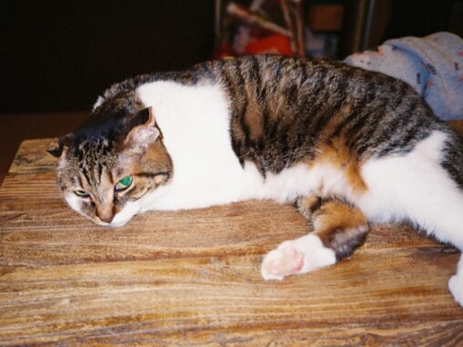 「なんだその目は…」中尾明慶が「俺ご主人様だぞ…」といばる？ 「おネコ様の前ではみな下僕と化すのです」