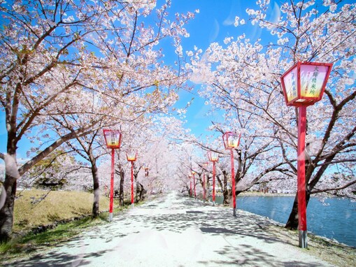 佐賀で人気の「桜の名所」ランキング！ 「小城公園」を抑えた1位は？