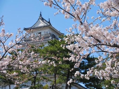 長崎で人気の「桜の名所」ランキング！ 「島原城」を抑えた1位は？