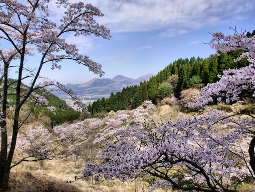 熊本で人気の「桜の名所」ランキング！ 「高森峠千本桜」を抑えた1位は？
