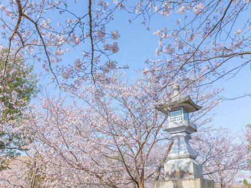 鹿児島で人気の「桜の名所」ランキング！ 「知覧平和公園」を抑えた1位は？