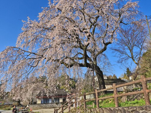 大分で人気の「桜の名所」ランキング！ 「大原大しだれ桜」を抑えた1位は？