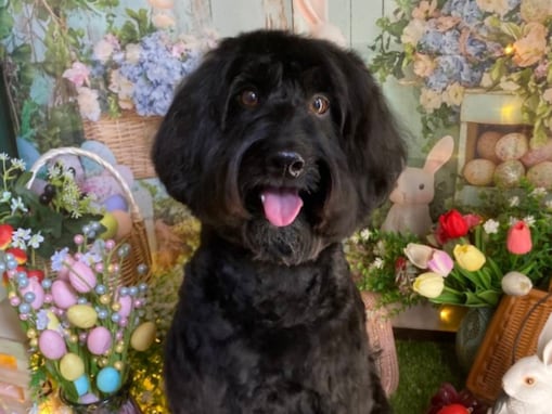 「ぬいぐるみみたい」高嶋ちさ子、愛犬のかわいらしいショット公開！ 「ネロちゃんかわいい」
