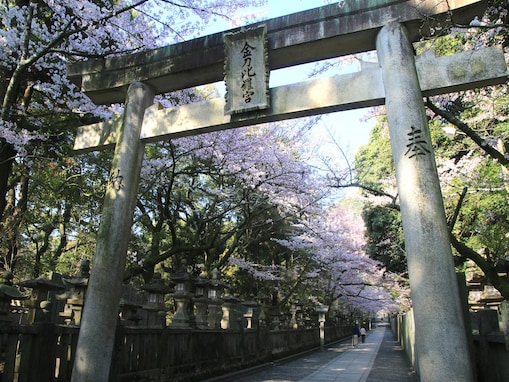 香川で人気の「桜の名所」ランキング！ 「金刀比羅宮 桜馬場」を抑えた1位は？