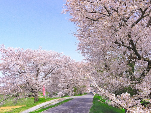 宮城で人気の「桜の名所」ランキング！ 登米市の「みなみかた千本桜」を抑えた1位は？