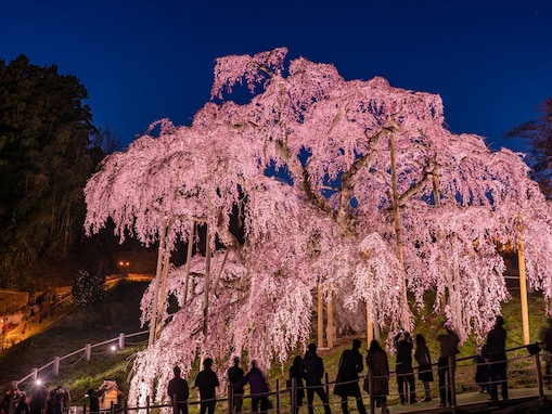 福島で人気の「桜の名所」ランキング！ 「三春滝桜」を抑えた1位は？
