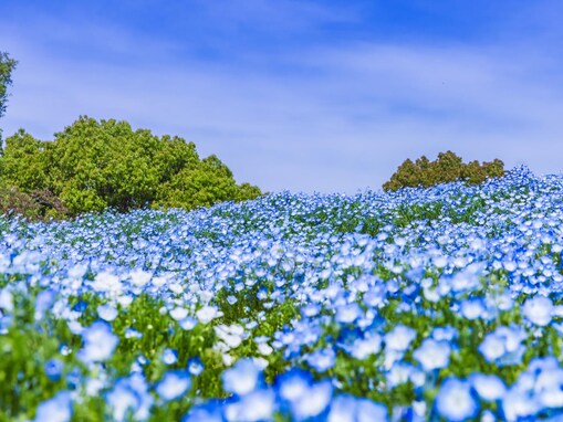 好きな「ネモフィラの名所」ランキング！ 東京都「国営昭和記念公園」を抑えた1位は？