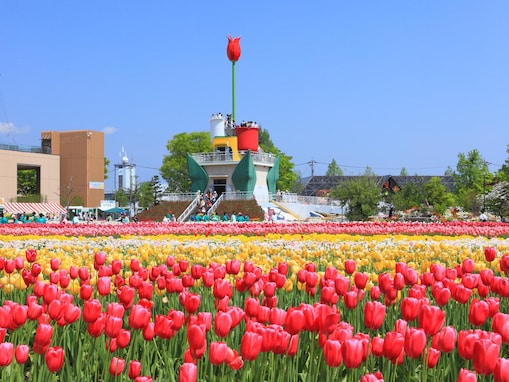 好きな「チューリップの名所」ランキング！ 富山県「砺波チューリップ公園」を抑えた1位は？