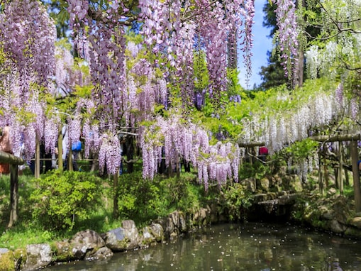 好きな「藤の名所」ランキング！ 奈良県「春日大社 神苑・萬葉植物園」を抑えた1位は？
