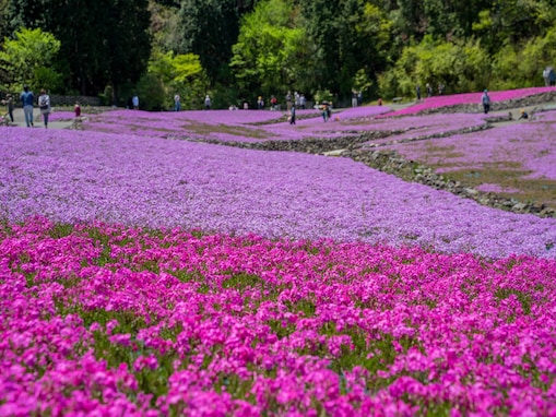 好きな「芝桜の名所」ランキング！ 兵庫県の「花のじゅうたん」を抑えた1位は？