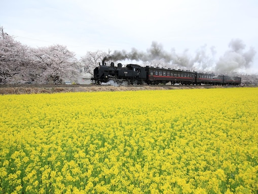 好きな「菜の花の名所」ランキング！ 栃木県の「SL・桜・菜の花街道」を抑えた1位は？