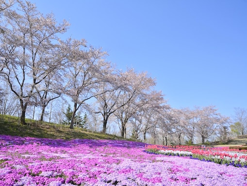 東北地方の「ゴールデンウイークに行きたい花畑」ランキング！ 2位「国営みちのく杜の湖畔公園」、1位は？
