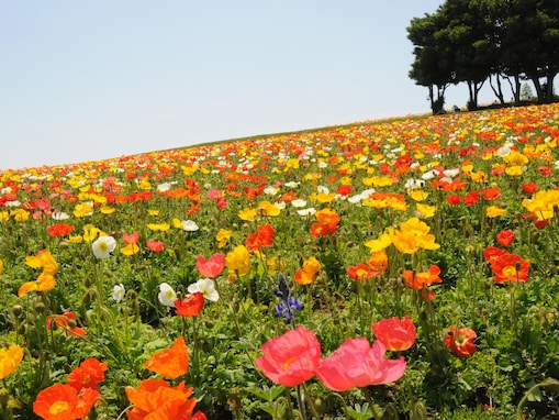 好きな「ポピーの名所」ランキング！ 「兵庫県立公園あわじ花さじき」を抑えた1位は？