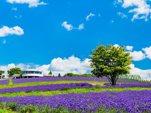 好きな「ラベンダーの名所」ランキング！ 北海道「日の出公園ラベンダー園」を抑えた1位は？