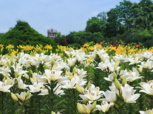 好きな「ユリの名所」ランキング！ 北海道札幌市の「百合が原公園」を抑えた1位は？