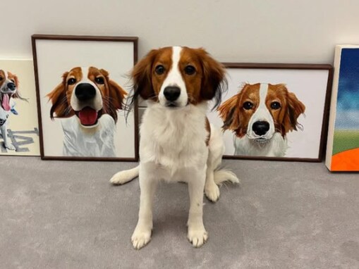 大谷翔平、デコピン2歳の誕生日ショット公開「妹ちゃんのお世話で忙しくなりますね」「みんなを守ってね」