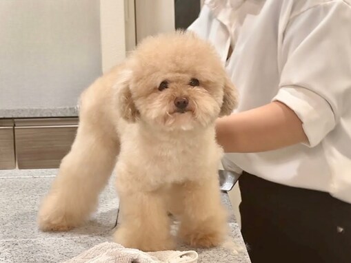 「ぬいぐるみじゃん」YouTuberの『変わりきった愛犬の姿』に反響！ 「やはりプロの技って凄いですね」