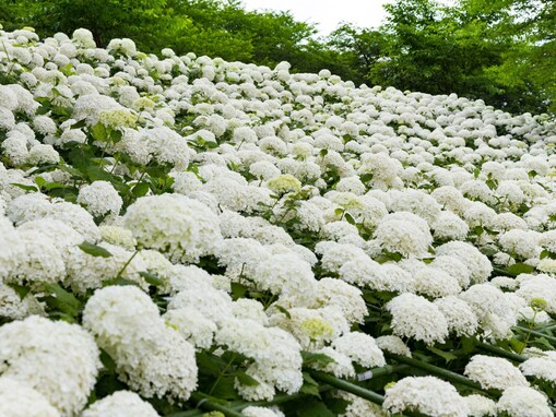 埼玉県で人気の「あじさいの名所」ランキング！ 2位「幸手権現堂堤」を抑えた1位は？