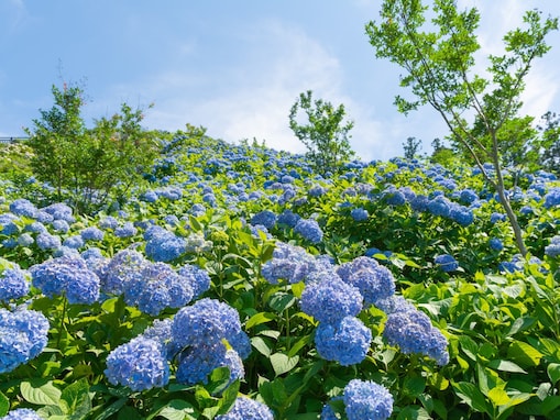 群馬県で人気の「あじさいの名所」ランキング！ 2位「下仁田あじさい園」を僅差で抑えた1位は？