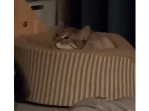 「飼い主に似て可愛いね」やす子、愛猫ショットを公開し大反響！ 「たまりません」