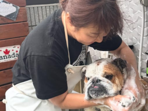 「溶けてる」北斗晶、愛犬を洗う姿を公開！ 「みんなまんまるで可愛い」「洗い甲斐がありそう」