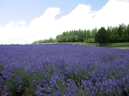 夏に行きたい「北海道のラベンダーの名所」ランキング！ 2位は「北星山ラベンダー園」、1位は？
