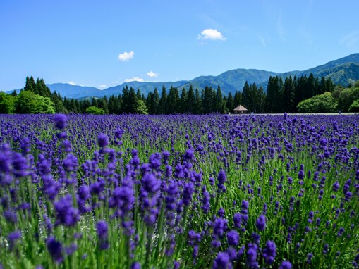 夏に行きたい「東北地方のラベンダーの名所」ランキング！ 2位は「美郷町ラベンダー園」、1位は？