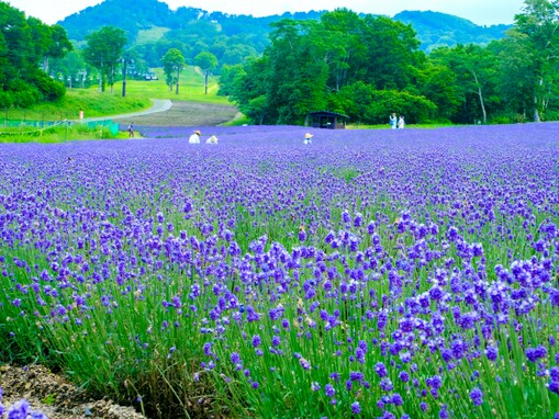 夏に行きたい「関東地方のラベンダーの名所」ランキング！ 2位は「たんばらラベンダーパーク」、1位は？