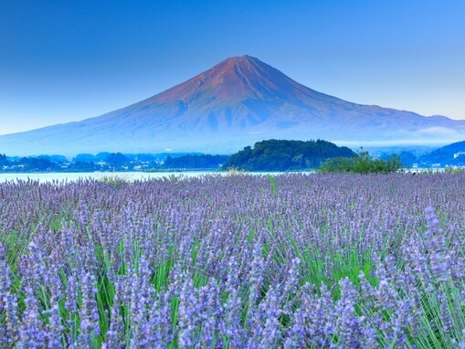 夏に行きたい「甲信越地方のラベンダーの名所」ランキング！ 2位は「大石公園」、1位は？