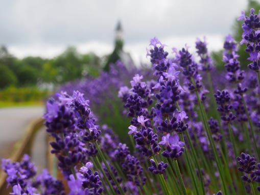 夏に行きたい「東海地方のラベンダーの名所」ランキング！ 2位は「牧歌の里」、1位は？