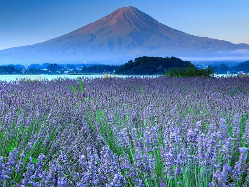 梅雨に行きたい「中部地方の絶景スポット」ランキング！ 2位は「河口湖大石公園」、1位は？