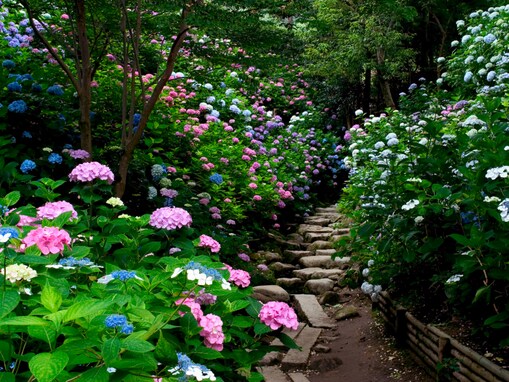 奈良県の「あじさいの名所」ランキング！ 2位は「矢田寺」、1位は？