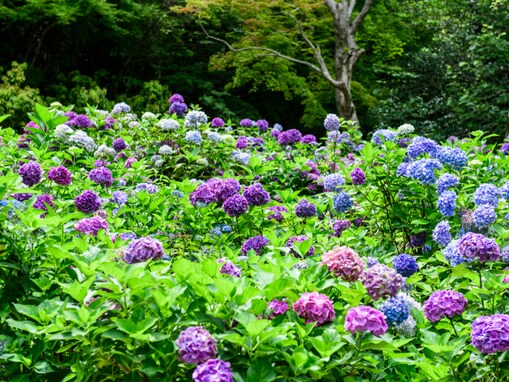 兵庫県の「あじさいの名所」ランキング！ 2位は「神戸市立森林植物園」、1位は？