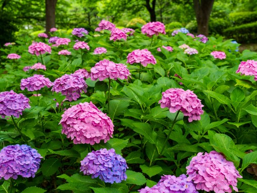 大阪府の「あじさいの名所」ランキング！ 2位は「花博記念公園鶴見緑地」、1位は？