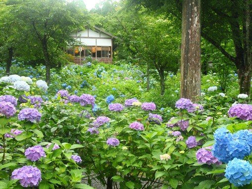 京都府の「あじさいの名所」ランキング！ 2位は「三千院」、1位は？