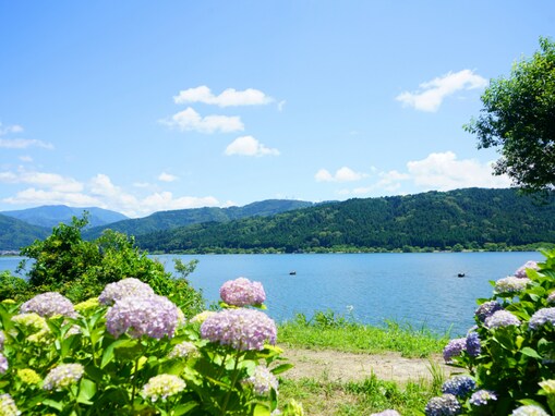 滋賀県の「あじさいの名所」ランキング！ 2位は「余呉湖あじさい園」、1位は？