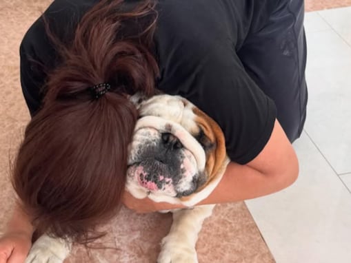 「おちりぴくぴく」北斗晶、愛犬の“聞こえてないふり”動画を公開！ 「足が可愛い」「たまりません」