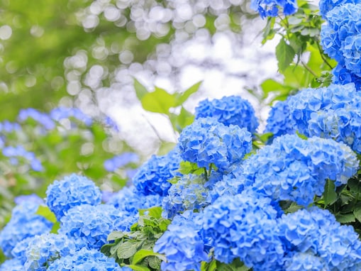 好きな「奈良県の絶景スポット」ランキング！ 2位は「吉野山」、1位は？